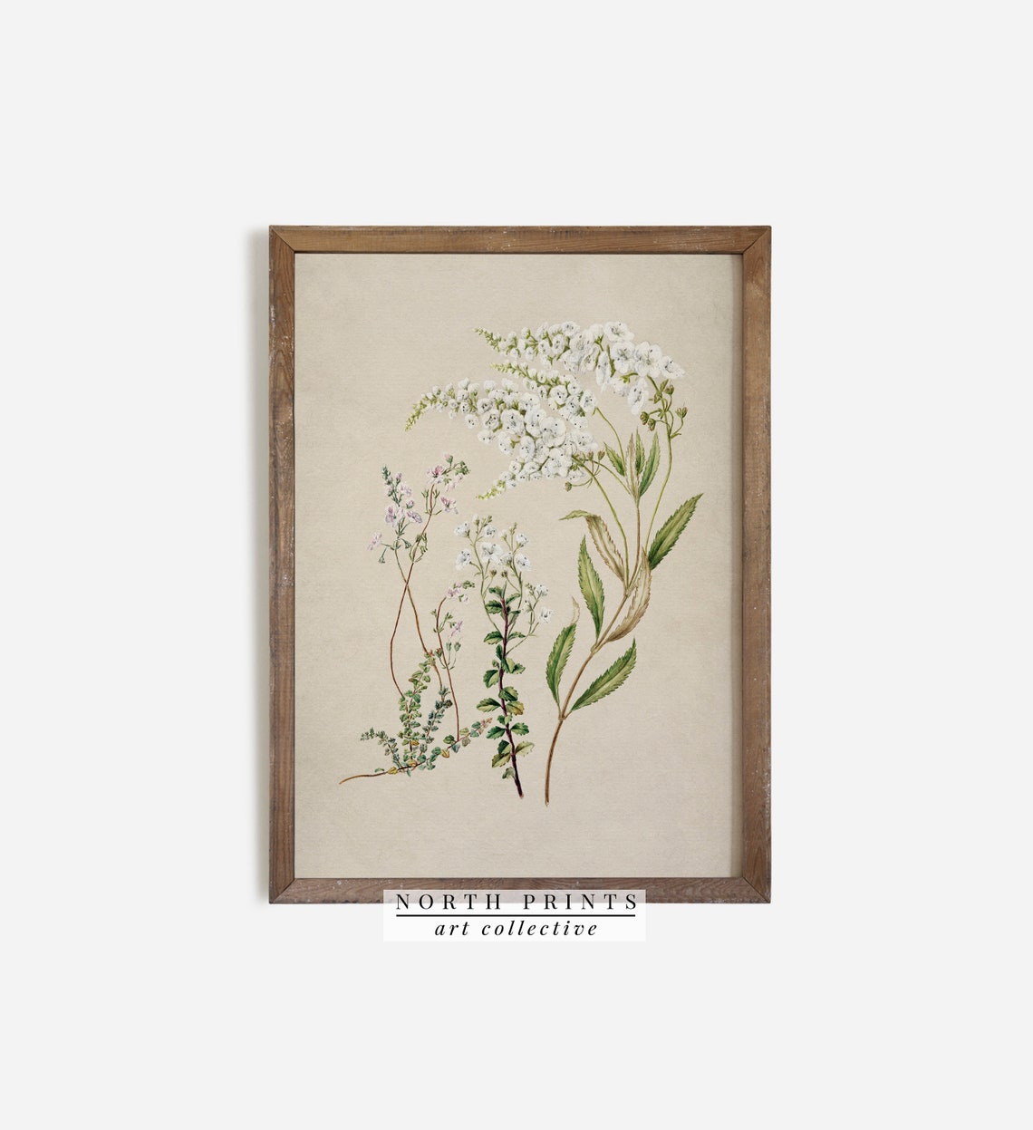 Antique White Wildflower Botanical Illustration Vintage Wall Art - Image 2