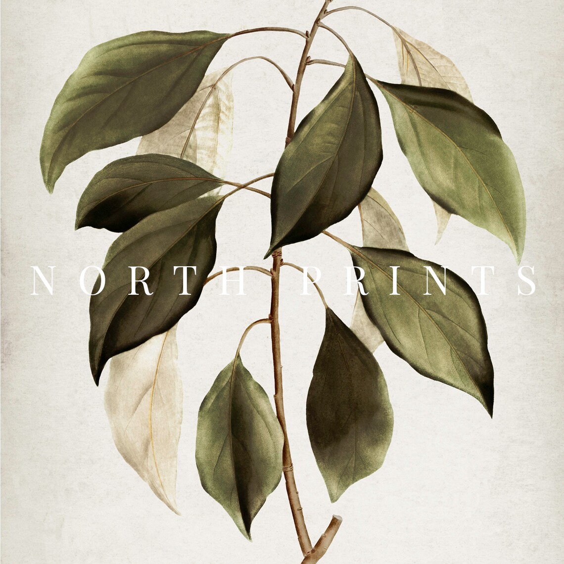 Antique Botanical Art Print, Vintage Farmhouse Decor - Image 3