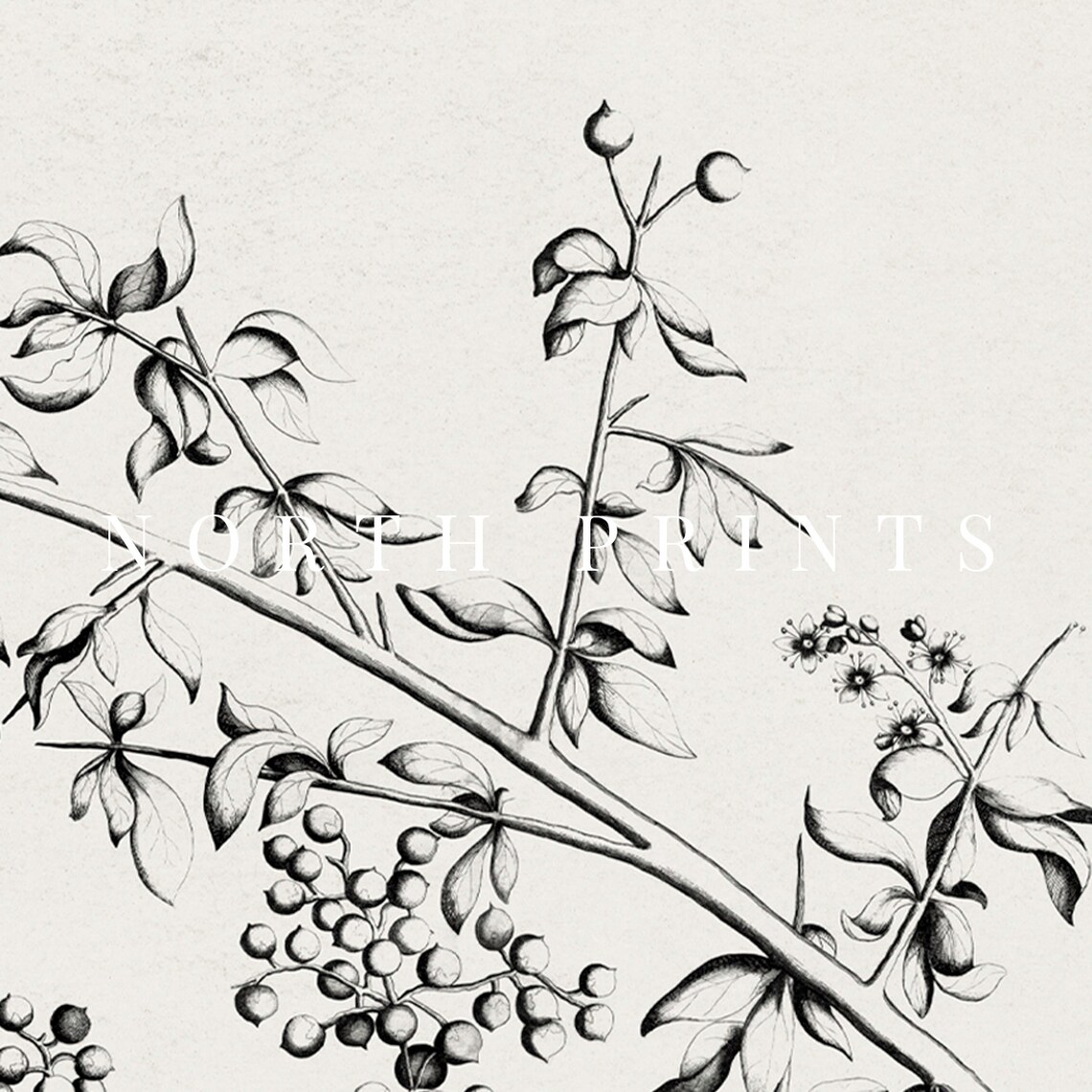 Minimalist Botanical Sketch, Vintage Flower Poster - Image 2