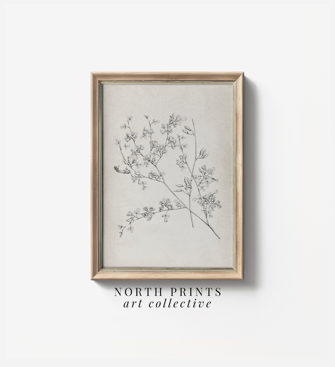 Antique Botanical Ink Drawing Flowering Branch Cream Vintage Poster