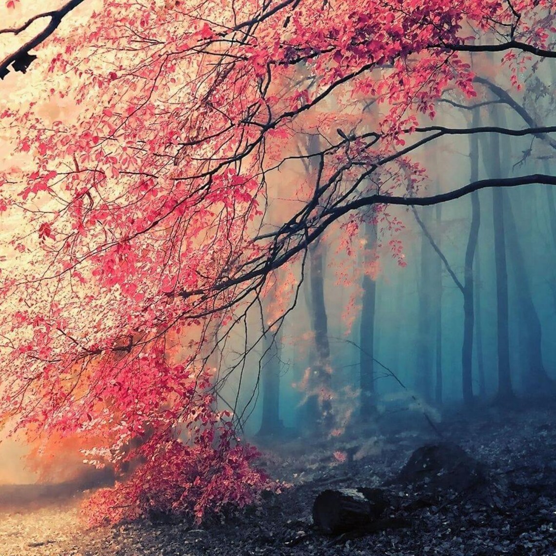 Eerie Forest, Moody Landscape Art Print - Image 2