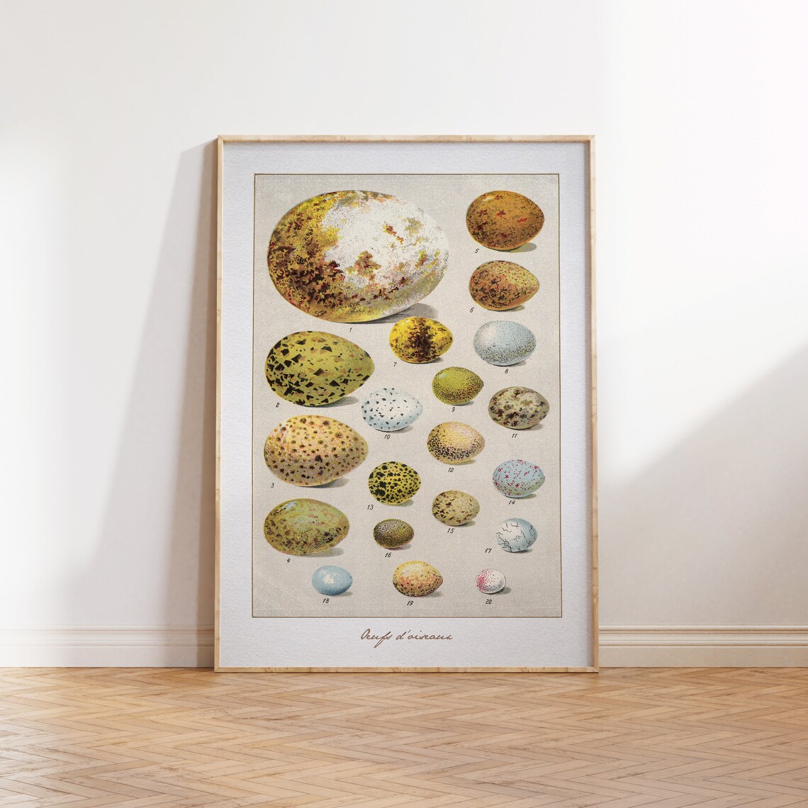 Vintage Bird Eggs Illustration Poster, Bird Art Print