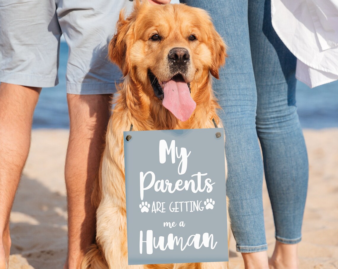 My Parents Are Getting Me A Human Funny Golden Retriever Puppy Poster