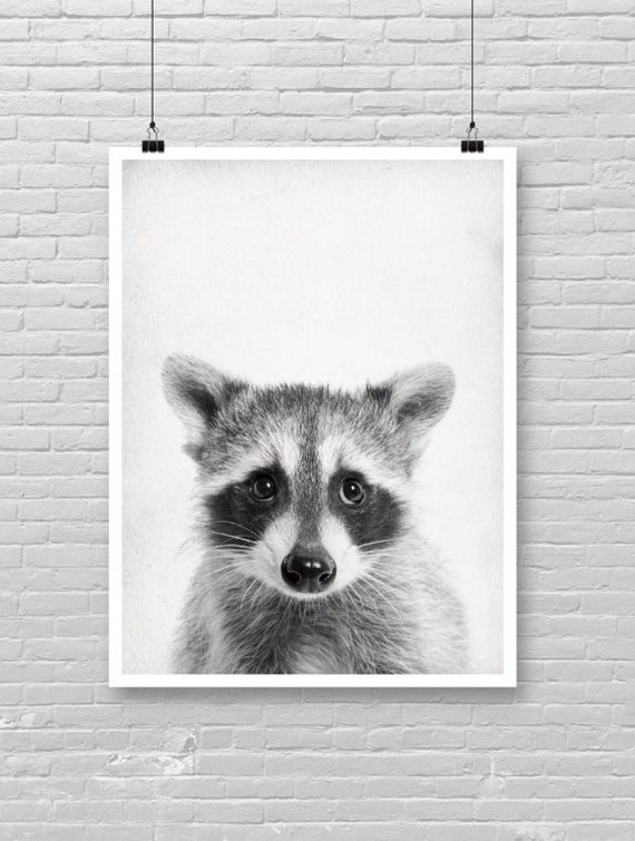 Baby Raccoon Print Photo Poster Forest Animal Theme Cute Face Wall Decor