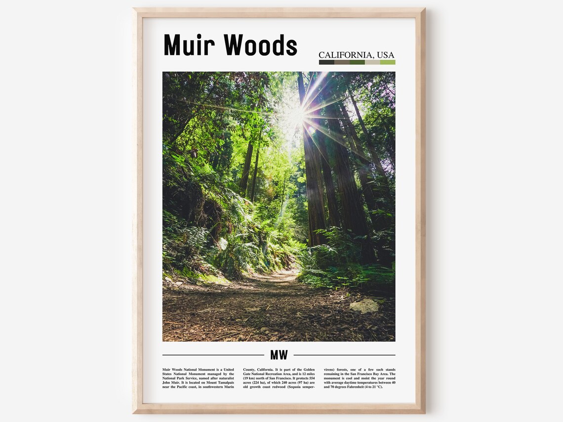 Muir Woods Minimal Travel Poster, Oil Painting