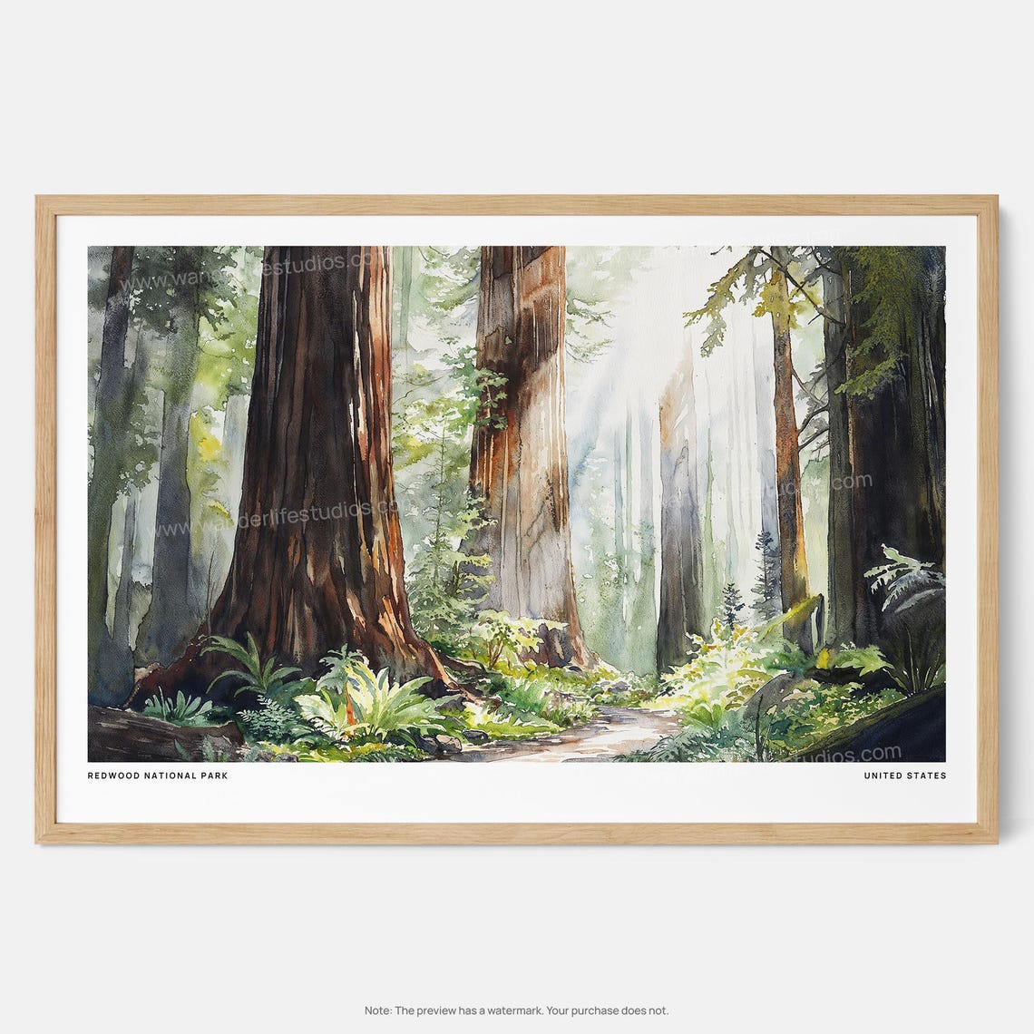 Redwood National Park Giant Trees Sunlit Forest Watercolor Poster