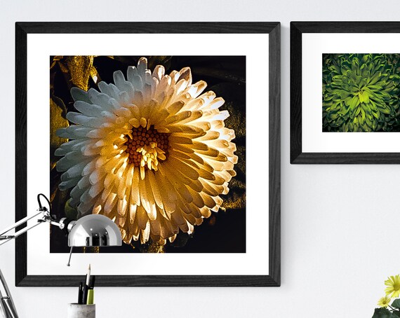 White Chrysanthemum Flower Golden Light Macro Photography Poster