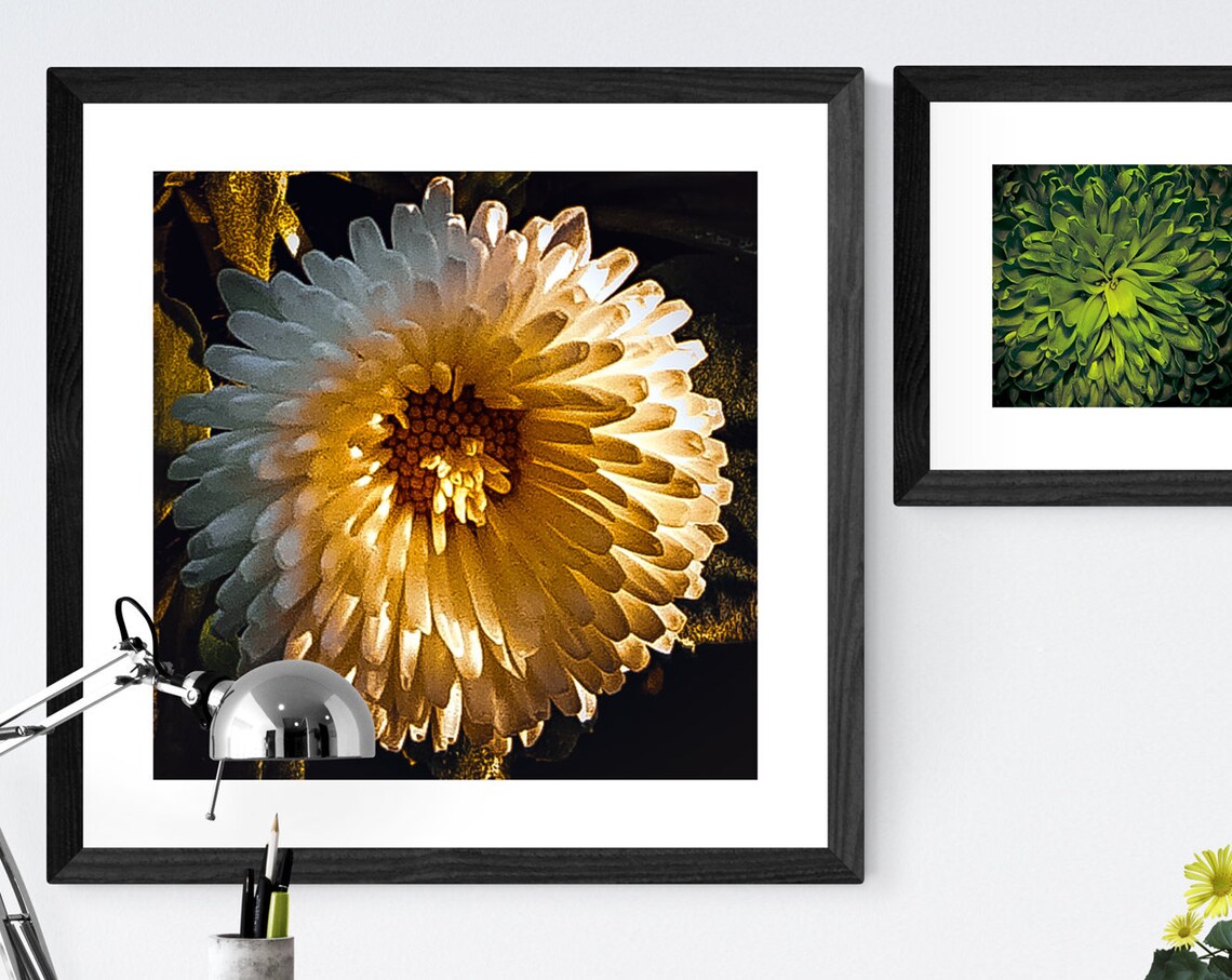 White Chrysanthemum Flower Golden Light Macro Photography Poster