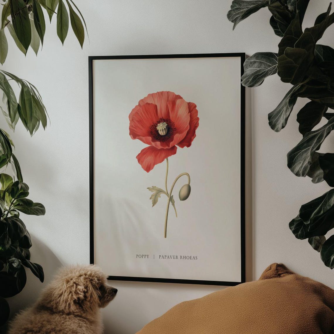 Red Poppy Flower Botanical Papaver Rhoeas Vintage Art Poster