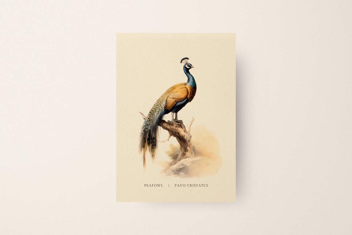 Vintage Peafowl Illustration Pavo Cristatus Classic Bird Art Poster