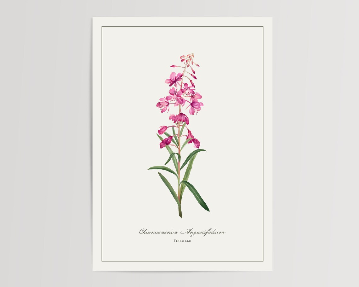 Fireweed Watercolour Art Print, Floral Home Decor