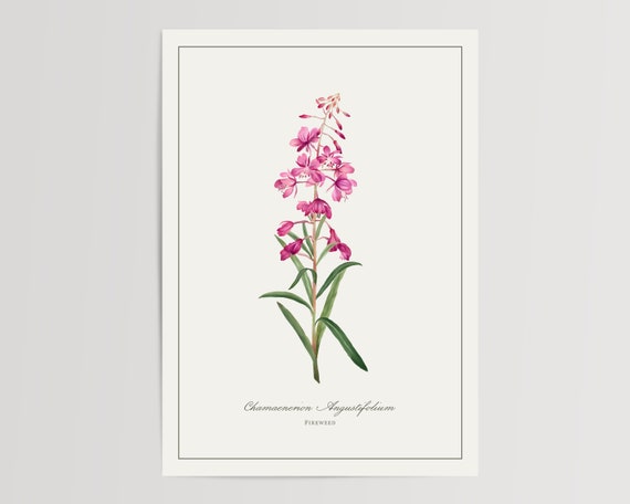 Fireweed Watercolour Art Print, Floral Home Decor