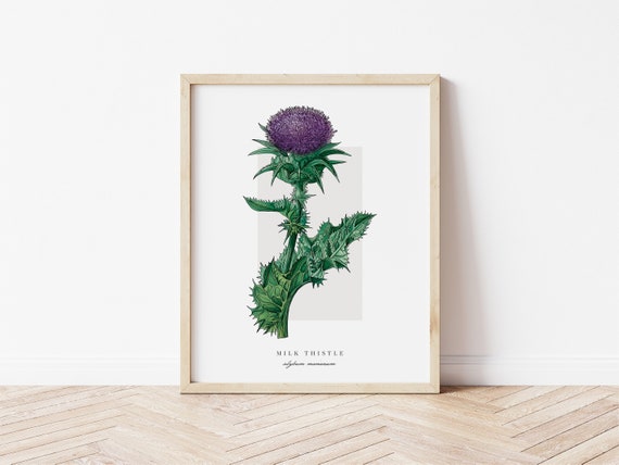 Milk Thistle Botanical Outline, Vintage Watercolor Art Print