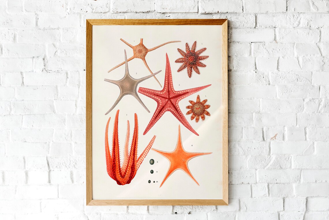 Warm Orange Starfish Nautical Art Print Starfish Poster - Image 3