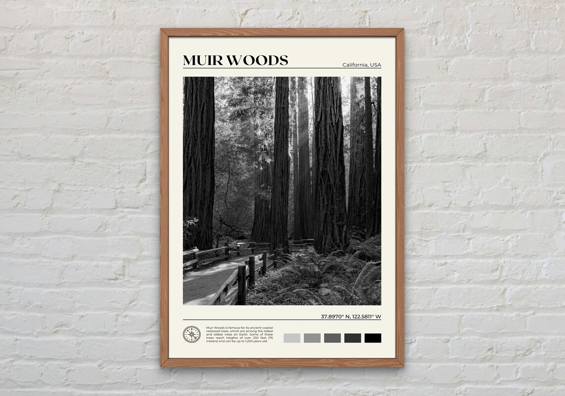 Muir Woods National Monument, California Art Print