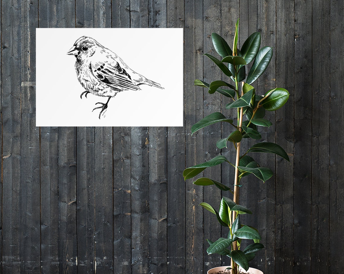 Songbird Ink Sketch Black White Small Bird Portrait Line Print - Image 4