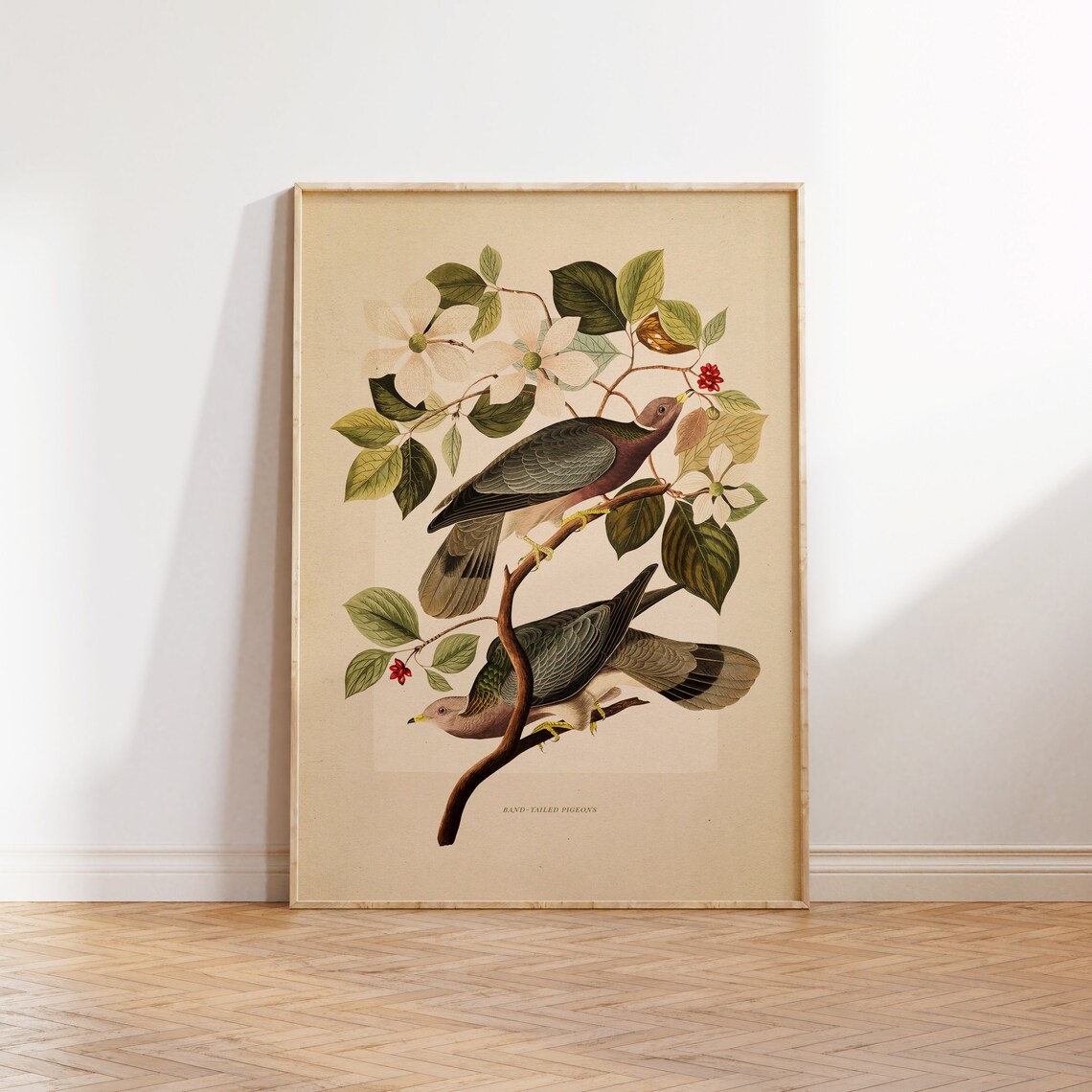Vintage Band Tailed Pigeons Illustration Art Print