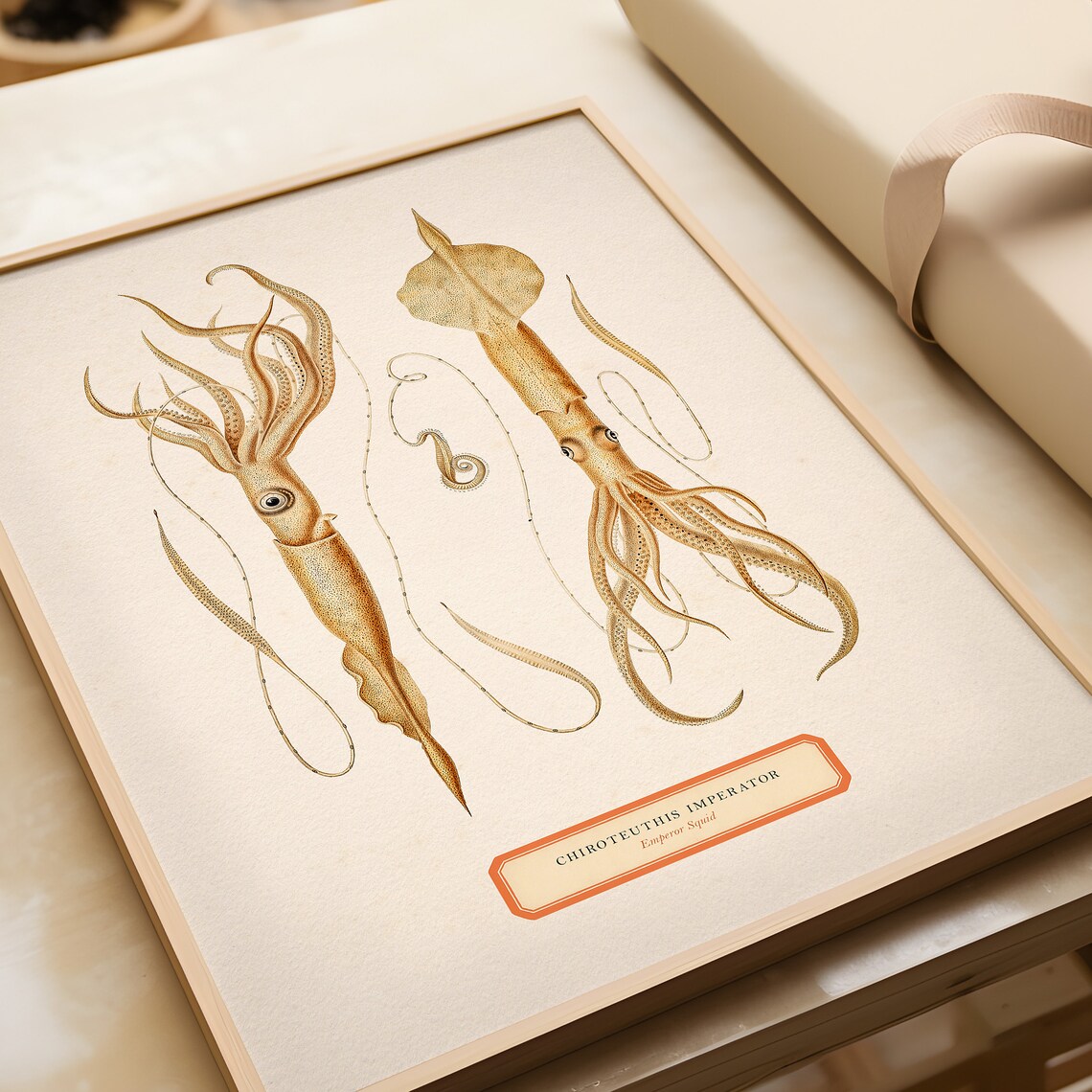 Emperor Squid Vintage Illustration Art Print - Image 2