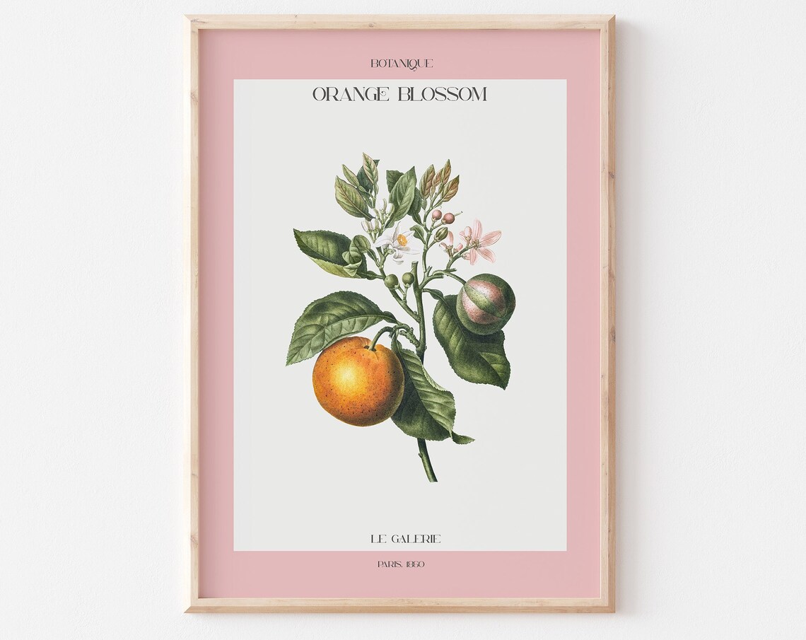 Botanique Orange Blossom Vintage Botanical Pink Gallery Poster - Image 3