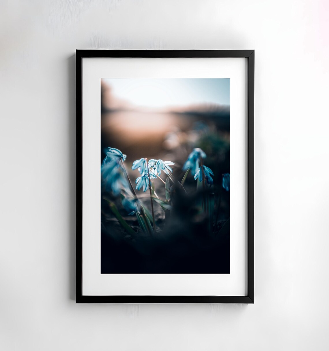 Blue Siberian Squill Flowers Blooming at Dawn Macro Nature Poster