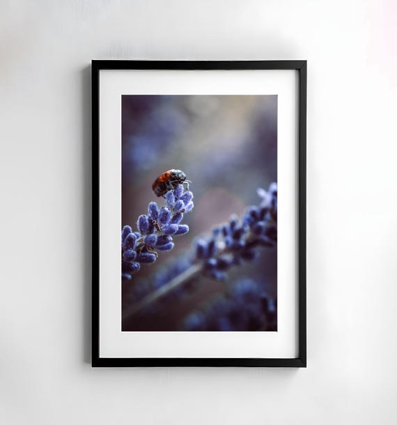 Beetle Photography Nature Wall Art Poster Fine Art Print Macro Nature Photography Decor Art Wall Design Lavender