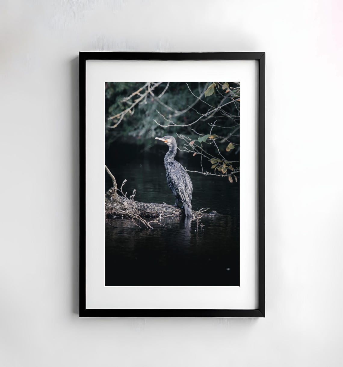 Cormorant Standing on a Fallen Log Beside Dark Still Water Poster