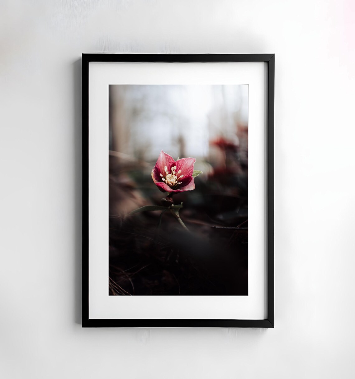 Pink Christmas Rose Hellebore Dark Moody Winter Flower Poster