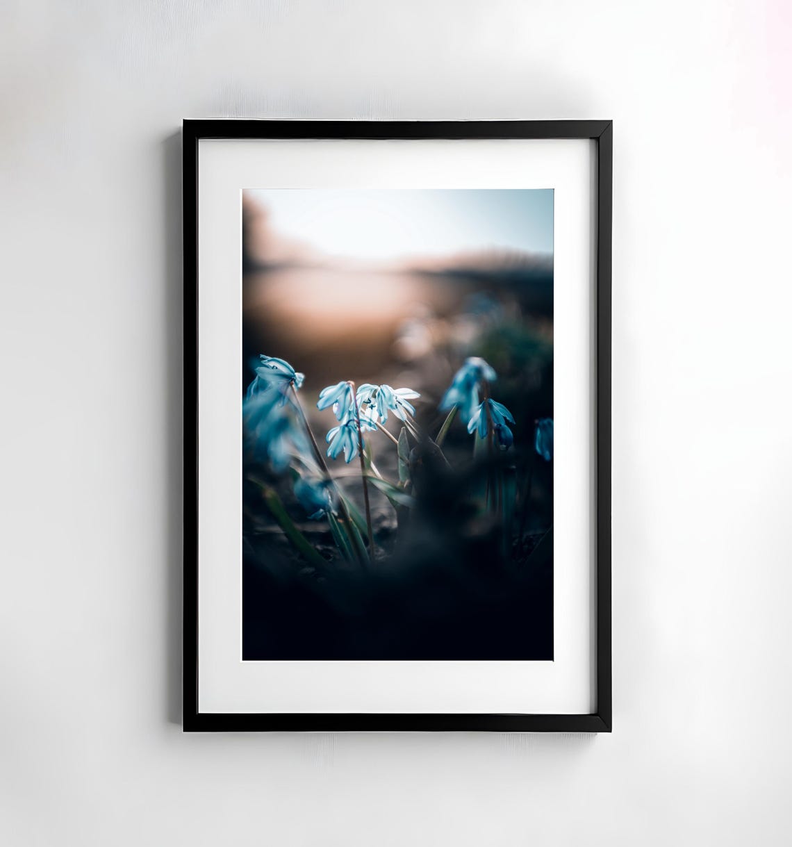 Blue Siberian Squill Flowers Dreamy Spring Evening Light Poster