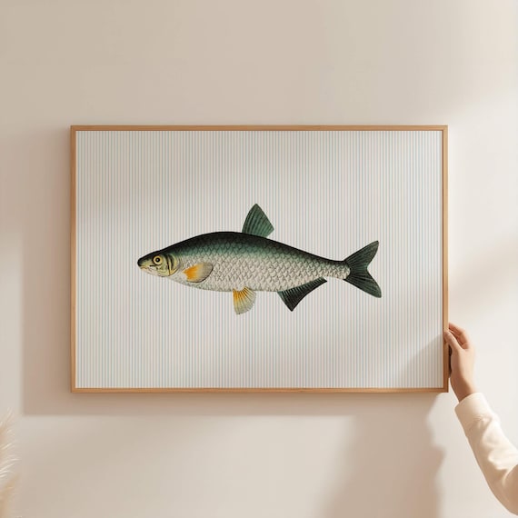 Sardines Wall Print Trout Fish Kitchen Art Trendy Seafood Fisherman Dining Room Decor Striped