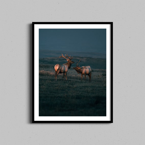 Elk Wildlife Framed Print Point Reyes Nature Photography Wall Art Cute Animal Couple Photograph Home Decor Above Bed
