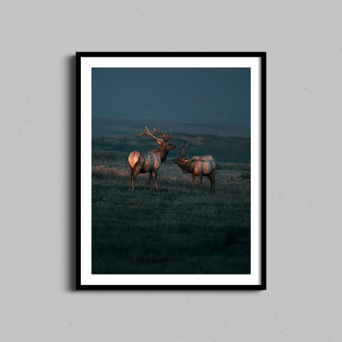 Two Elk Stags Standing In Meadow At Dusk Wildlife Photo Poster