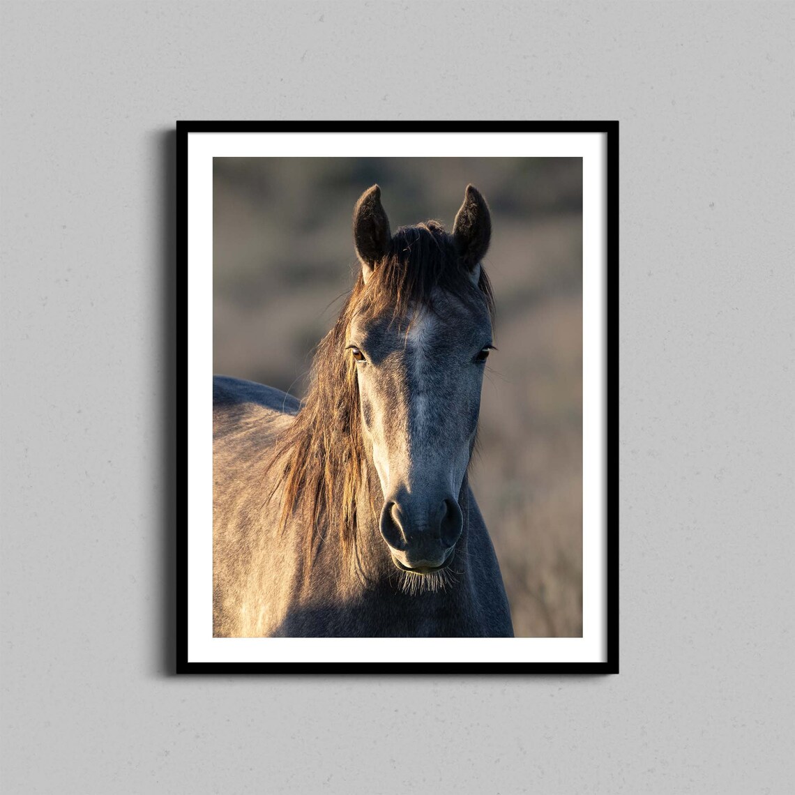 Wild Horse Close-Up Portrait Golden Hour Western Photography Poster