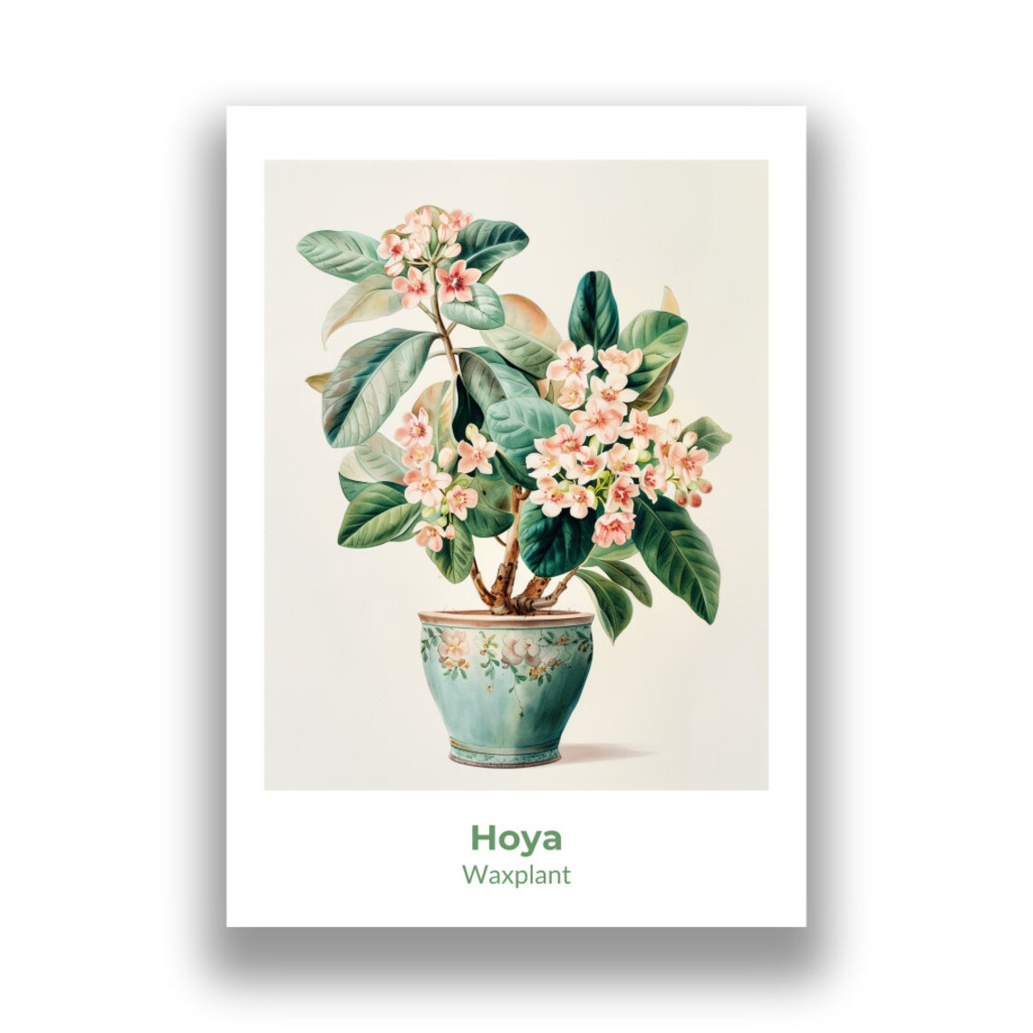 Hoya Waxplant Pink Star Flowers Potted Watercolor Botanical Poster - Image 2