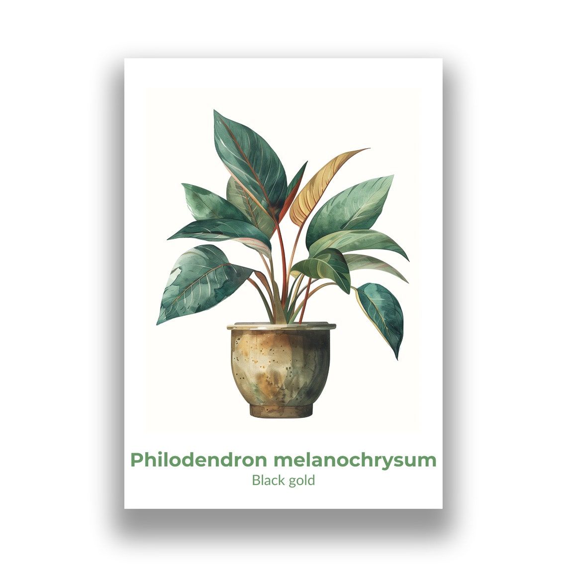 Black Gold Philodendron Melanochrysum Watercolor Botanical Art Poster - Image 2