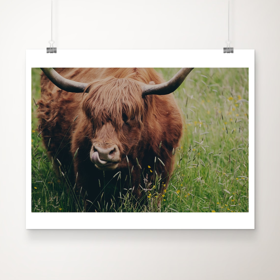 Shaggy Highland Cow Tongue Out Funny Meadow Photo Art Poster