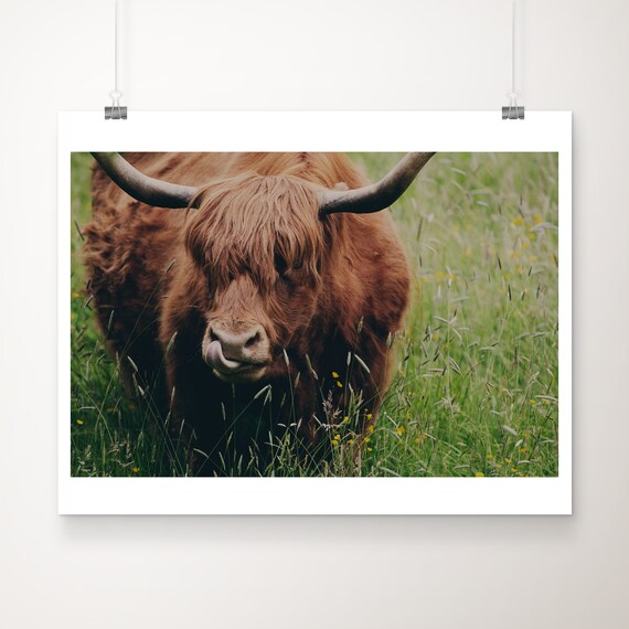 Highland Cow Photograph Scottish Highlands Art Print Nursery Decor