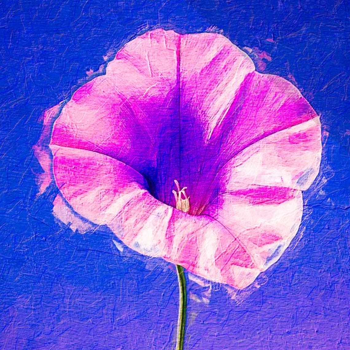 Pink Morning Glory Flower Blue Violet Gradient Botanical Art Print - Image 3