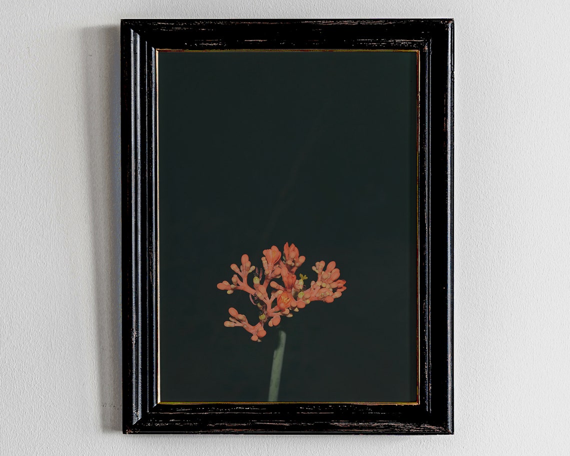 Minimal Coral Blossom on Deep Dark Green Botanical Art Poster