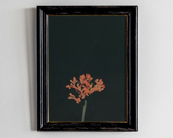 Dark Academia Decor Botanical Illustration Moody Floral Art Instant Black Print Wall Farmhouse