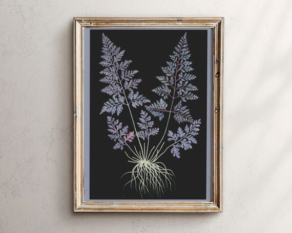 Vintage Botanical Fern Illustration Dark Black Background Poster