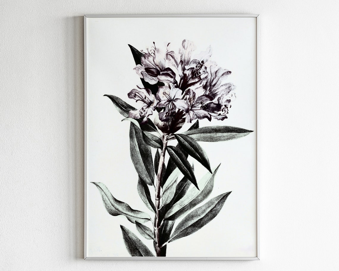 Black and White Rhododendron Vintage Botanical Study Floral Poster