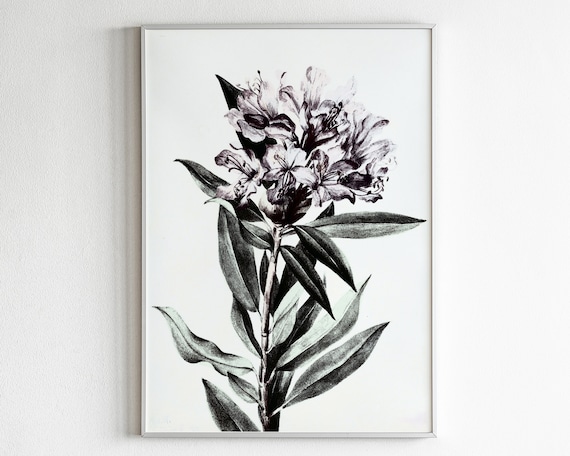 Black and White Rhododendron Vintage Botanical Study Floral Poster