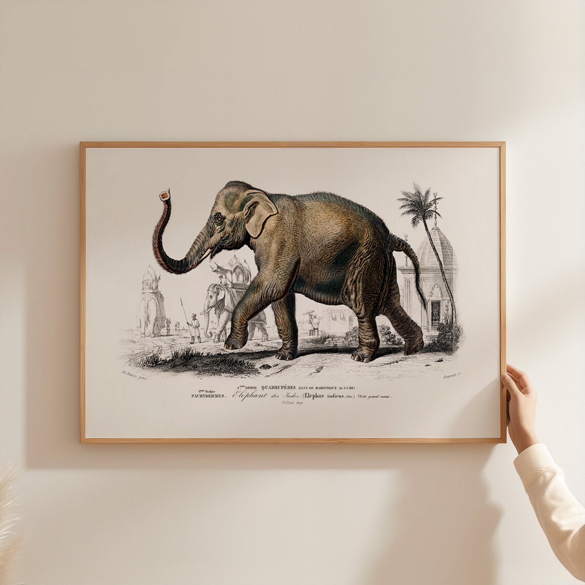 Vintage Elephant 19th Century Illustration
