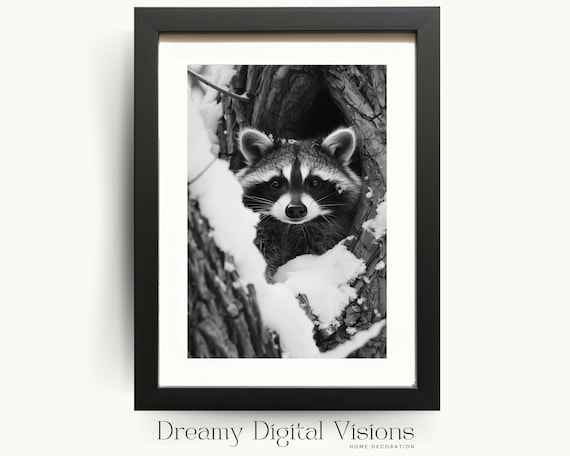 Raccoon Peeking From a Snowy Tree Hollow Black and White Poster