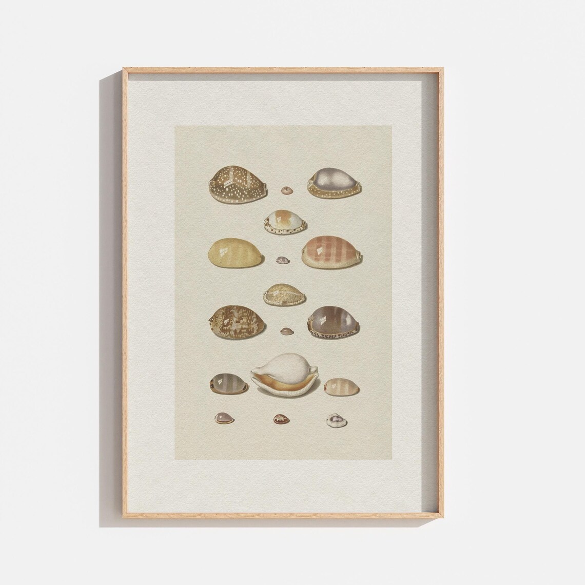 Vintage Seashell Art, Coastal Beach Poster