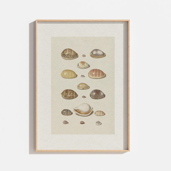 Vintage Seashell Art, Coastal Beach Poster
