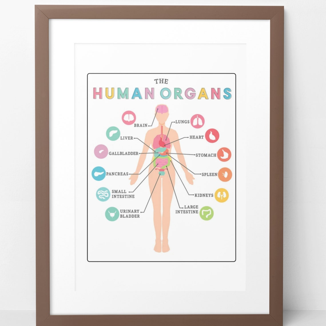 Human Organs Anatomy Chart Educational Science Classroom Poster - Image 5