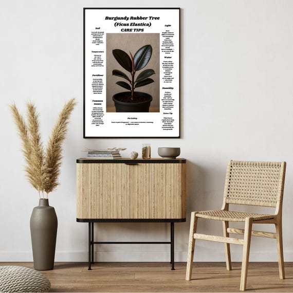 Burgundy Rubber Tree Care Tips, Houseplant Decor