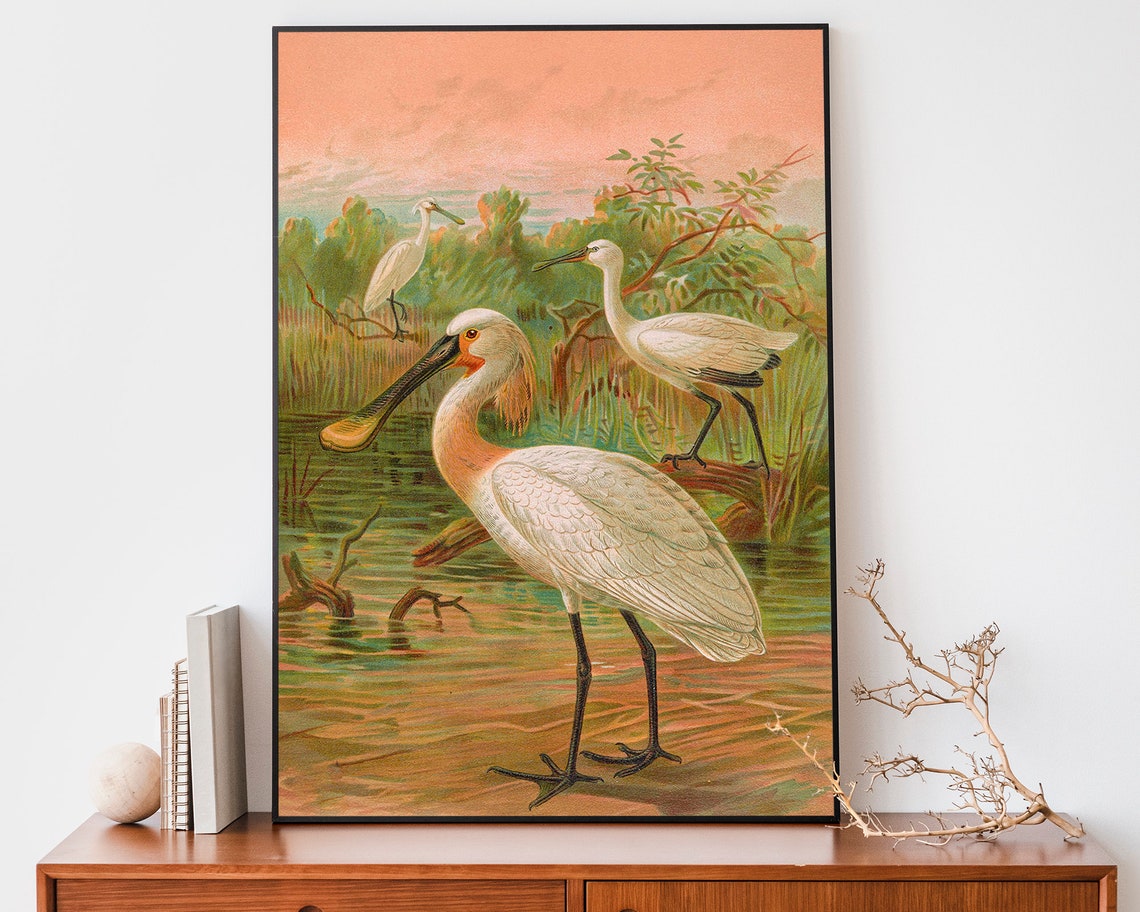 White Spoonbills Wading in Wetlands Vintage Naturalist Bird Art Poster