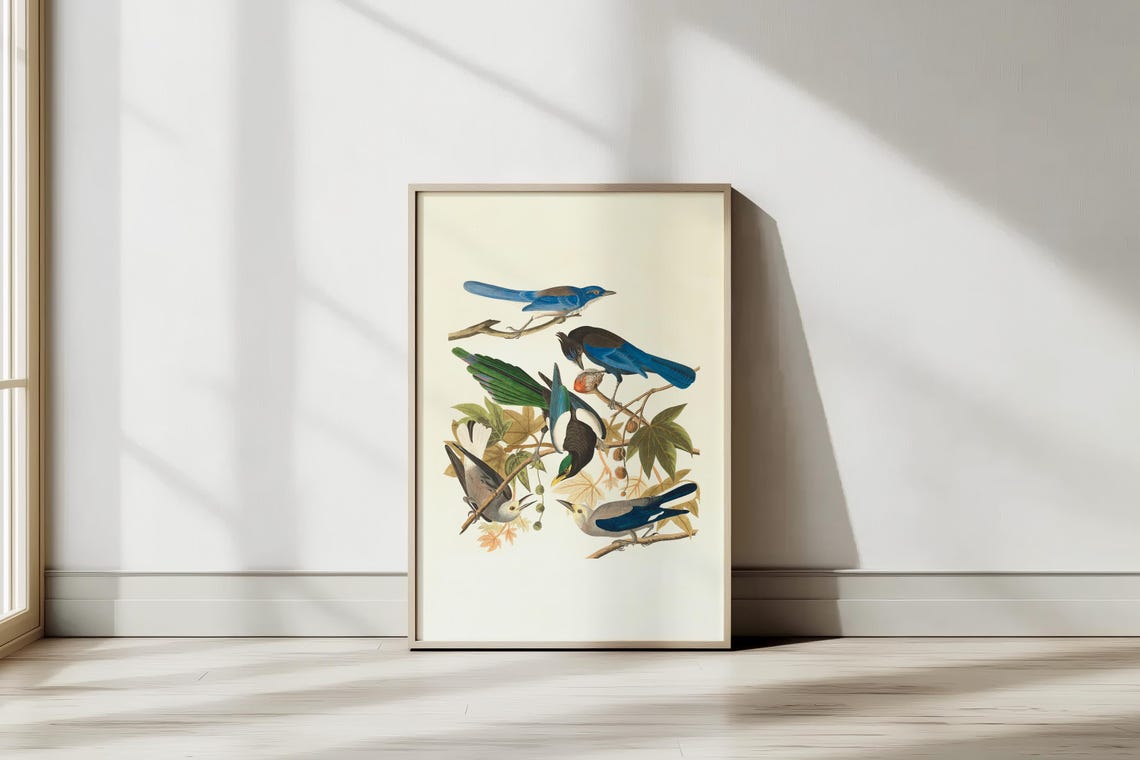 Vintage Audubon Style Blue Jays Magpies Bird Illustration Poster
